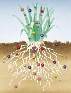 macrominerals